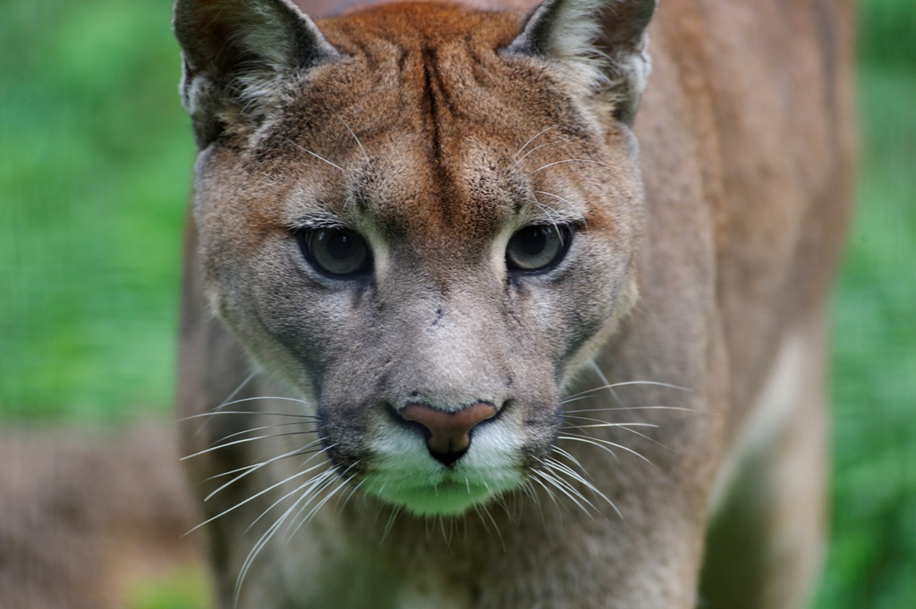 Puma ... proie en vue !